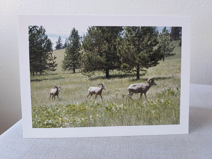 Bighorn Sheep at Wild Horse Island - Blank Inside