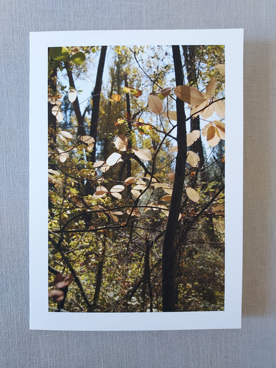 Fall Colors at Maclay Flat - Blank Inside