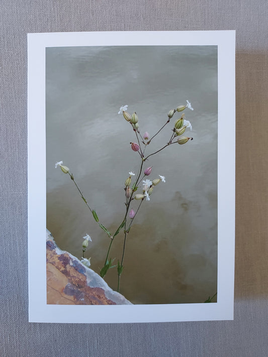 Buddha Blooms - Blank Inside