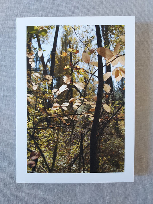 Fall Colors at Maclay Flat - Blank Inside
