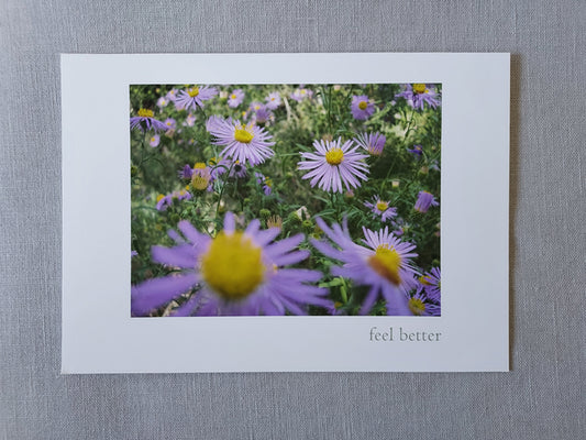 Feel Better (Asters) - Blank Inside