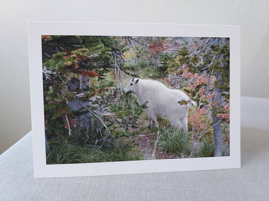 Mountain Goat, Glacier - Blank Inside